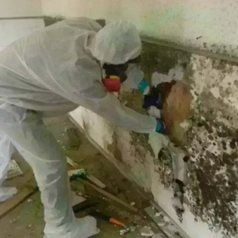 Mold Remediation and Removal in Lane County, OR